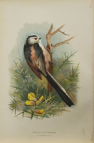 Archibal Thorburn - Long-tailed Titmouse 1883: This chromolithographic plate is from Familiar Wild Birds by Walter Swaysland. Published by Cassell and Company, London 1883.The illustrators for this work were Archibald Thorburn, AF Lydon and Eliza 