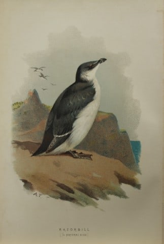 Archibal Thorburn - Razorbill 1883 (1 of 1)