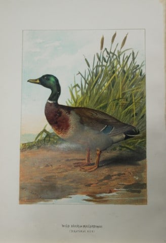 Archibal Thorburn - Wild Duck or Mallard 1883: This chromolithographic plate is from Familiar Wild Birds by Walter Swaysland. Published by Cassell and Company, London 1883.The illustrators for this work were Archibald Thorburn, AF Lydon and Eliza 