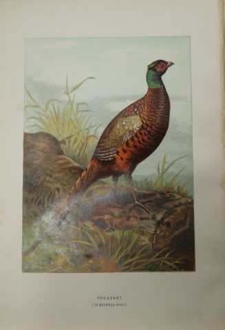 Archibal Thorburn - Pheasant 1883: This chromolithographic plate is from Familiar Wild Birds by Walter Swaysland. Published by Cassell and Company, London 1883.The illustrators for this work were Archibald Thorburn, AF Lydon and Eliza 