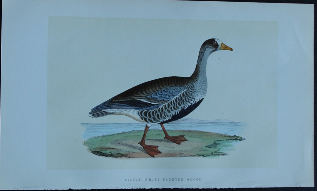 Charles Bree - Hand-coloured engraving of Little White-fronted Goose 1866: This hand-coloured wood engraving is from the History of the Birds of Europe, not observed in the British Isles by Charles Robert Bree, FZS and published by Groombridge and Sons, London. 1866, first e