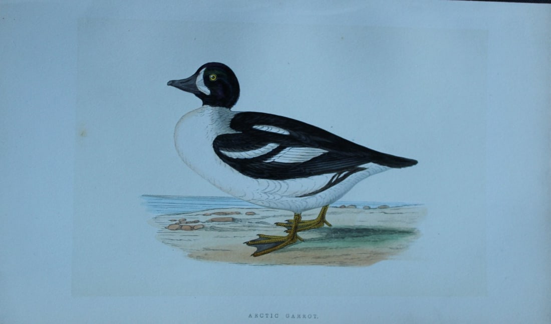 Charles Bree - Hand-coloured engraving of Arctic Garrot 1866 (1 of 1)