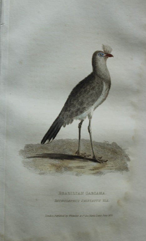 Baron Cuvier - Brazilian Cariama 1829: This antique engraving is from the English edition of The Animal Kingdom by Baron Georges Cuvier. Published by GB Whittaker & Co, London 1828-29.Artists who contributed to this work were Landseer, Sow