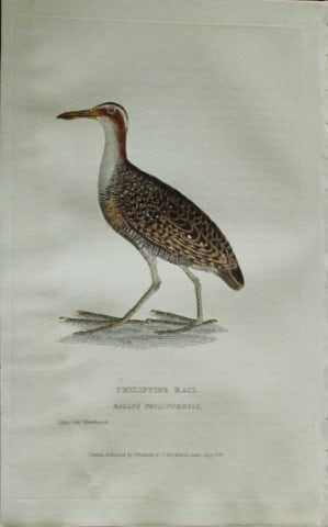 Baron Cuvier - Philippine Rail 1829: This antique engraving is from the English edition of The Animal Kingdom by Baron Georges Cuvier. Published by GB Whittaker & Co, London 1828-29.Artists who contributed to this work were Landseer, Sow