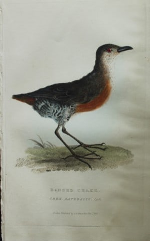 Baron Cuvier - Banded Crake 1829: This antique engraving is from the English edition of The Animal Kingdom by Baron Georges Cuvier. Published by GB Whittaker & Co, London 1828-29.Artists who contributed to this work were Landseer, Sow