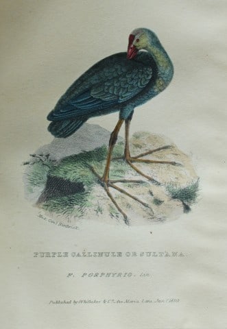 Baron Cuvier - Purple Gallinule 1829: This antique engraving is from the English edition of The Animal Kingdom by Baron Georges Cuvier. Published by GB Whittaker & Co, London 1828-29.Artists who contributed to this work were Landseer, Sow