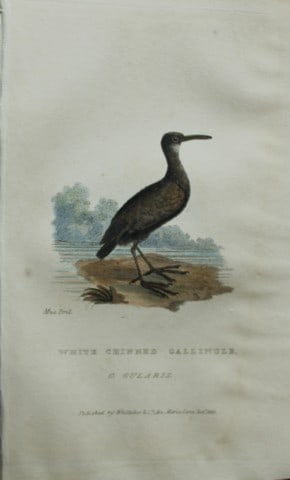 Baron Cuvier - White-chinned Gallinule 1829: This antique engraving is from the English edition of The Animal Kingdom by Baron Georges Cuvier. Published by GB Whittaker & Co, London 1828-29.Artists who contributed to this work were Landseer, Sow
