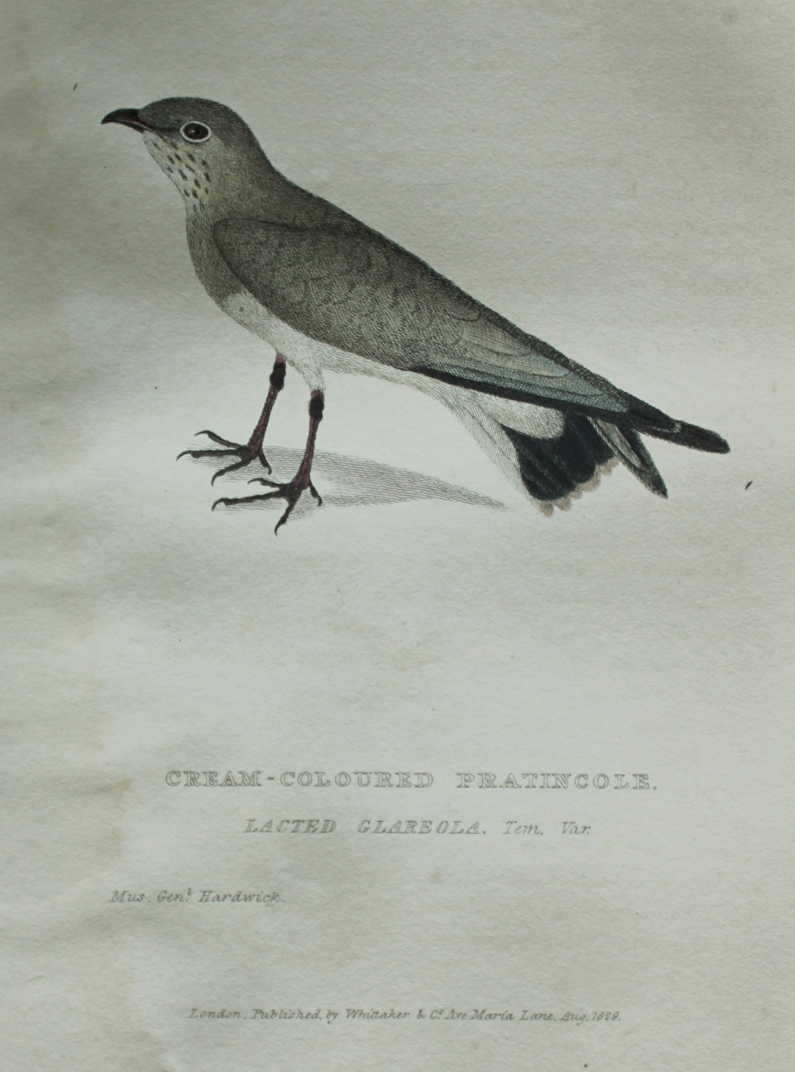 Baron Cuvier - Cream-coloured Pratincole 1829: This antique engraving is from the English edition of The Animal Kingdom by Baron Georges Cuvier. Published by GB Whittaker & Co, London 1828-29.Artists who contributed to this work were Landseer, Sow