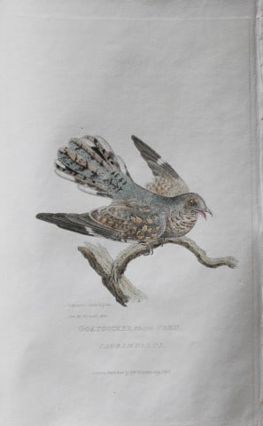 Baron Cuvier - Goatsucker from Peru 1829: This antique engraving is from the English edition of The Animal Kingdom by Baron Georges Cuvier. Published by GB Whittaker & Co, London 1828-29.Artists who contributed to this work were Landseer, Sow
