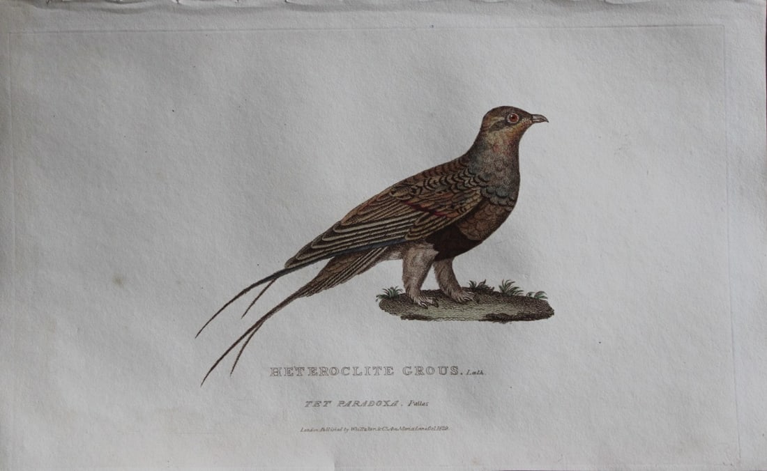 Baron Cuvier - Heteroclite Grouse 1829: This antique engraving is from the English edition of The Animal Kingdom by Baron Georges Cuvier. Published by GB Whittaker & Co, London 1828-29.Artists who contributed to this work were Landseer, Sow