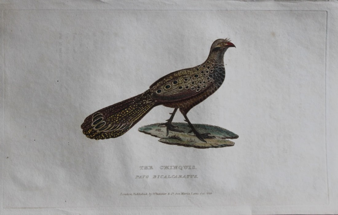 Baron Cuvier - Chinquis 1829: This antique engraving is from the English edition of The Animal Kingdom by Baron Georges Cuvier. Published by GB Whittaker & Co, London 1828-29.Artists who contributed to this work were Landseer, Sow
