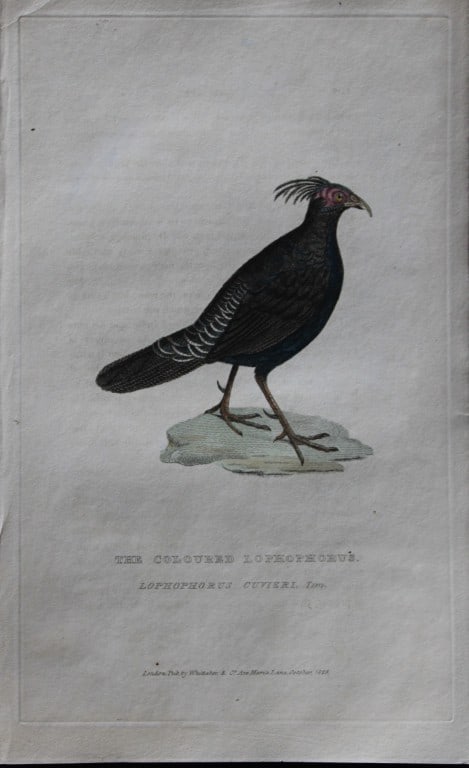 Baron Cuvier - Coloured Lophophorus 1829: This antique engraving is from the English edition of The Animal Kingdom by Baron Georges Cuvier. Published by GB Whittaker & Co, London 1828-29.Artists who contributed to this work were Landseer, Sow