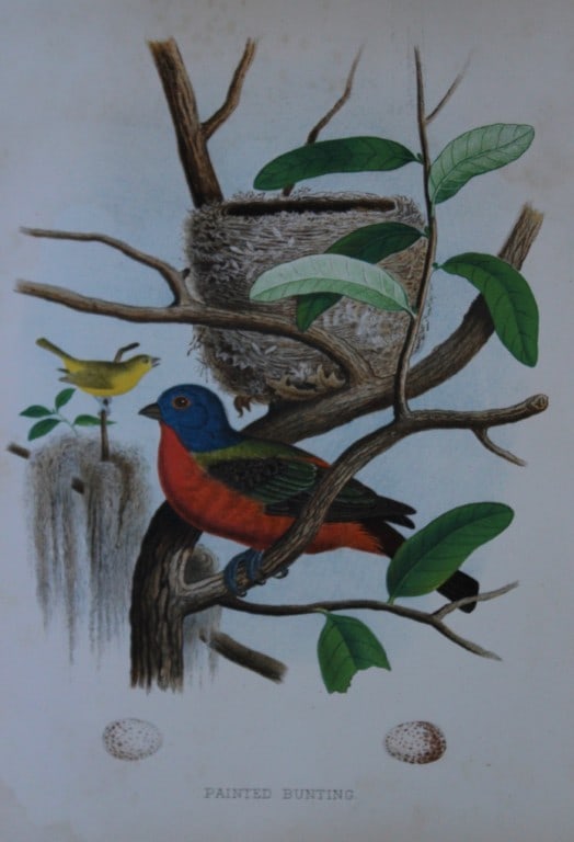 Thomas Gentry - Painted Bunting by Edwin Sheppard 1882: This beautifully illustrated chromolithograph print is from the first edition of Nests and Eggs of Birds of The United States by Thomas Gentry, published by JA Wagenseller, Philadelphia 1882. Gentry w