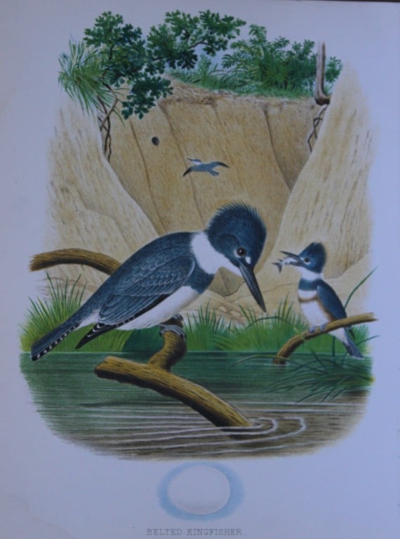 Thomas Gentry - Belted Kingfisher by Edwin Sheppard 1882: This beautifully illustrated chromolithograph print is from the first edition of Nests and Eggs of Birds of The United States by Thomas Gentry, published by JA Wagenseller, Philadelphia 1882. Gentry w