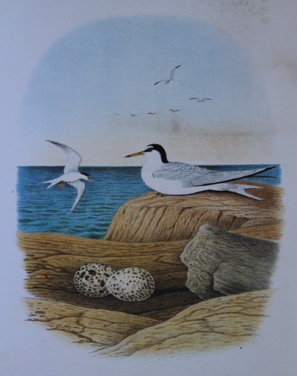 Thomas Gentry - Least Tern by Edwin Sheppard 1882: This beautifully illustrated chromolithograph print is from the first edition of Nests and Eggs of Birds of The United States by Thomas Gentry, published by JA Wagenseller, Philadelphia 1882. Gentry w