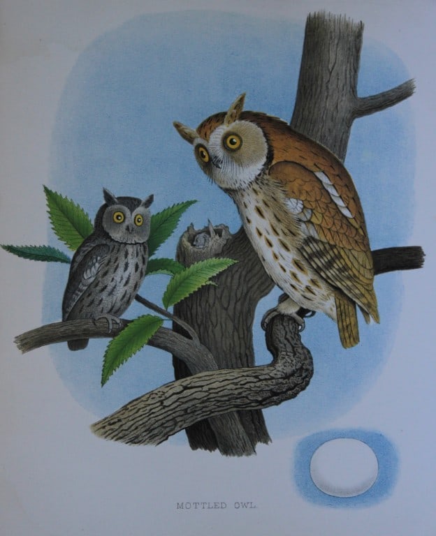 Thomas Gentry - Mottled Owl by Edwin Sheppard 1882: This beautifully illustrated chromolithograph print is from the first edition of Nests and Eggs of Birds of The United States by Thomas Gentry, published by JA Wagenseller, Philadelphia 1882. Gentry w