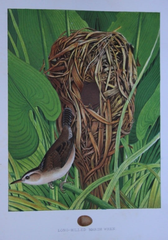 Thomas Gentry - Long-billed Marsh Wren by Edwin Sheppard 1882: This beautifully illustrated chromolithograph print is from the first edition of Nests and Eggs of Birds of The United States by Thomas Gentry, published by JA Wagenseller, Philadelphia 1882. Gentry w