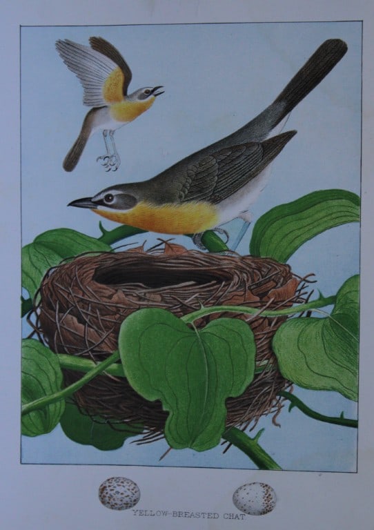 Thomas Gentry - Yellow-breasted Chat by Edwin Sheppard 1882: This beautifully illustrated chromolithograph print is from the first edition of Nests and Eggs of Birds of The United States by Thomas Gentry, published by JA Wagenseller, Philadelphia 1882. Gentry w