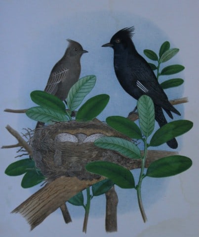 Thomas Gentry - Black-crested Flycatcher by Edwin Sheppard 1882: This beautifully illustrated chromolithograph print is from the first edition of Nests and Eggs of Birds of The United States by Thomas Gentry, published by JA Wagenseller, Philadelphia 1882. Gentry w