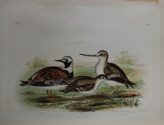 Broinowski - Chromolithograph of Sandpipers 1890: This is an original chromolithograph of the from The Birds of Australia by Gracius Joseph Broinowski (1837 - 1913) published by Charles Stuart & Co, Melbourne 1890.Broinowski was an artist and ornitho