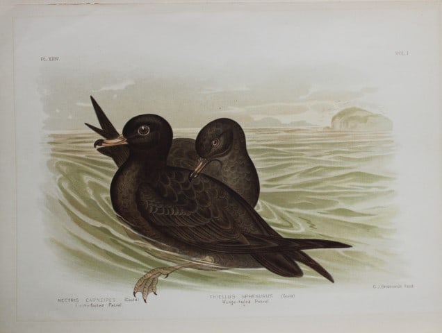 Broinowski - Chromolithograph of Petrels 1890: This is an original chromolithograph of the from The Birds of Australia by Gracius Joseph Broinowski (1837 - 1913) published by Charles Stuart & Co, Melbourne 1890.Broinowski was an artist and ornitho