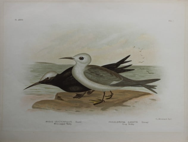 Broinowski - Chromolithograph of White-capped and Grey Noddys 1890: This is an original chromolithograph of the from The Birds of Australia by Gracius Joseph Broinowski (1837 - 1913) published by Charles Stuart & Co, Melbourne 1890.Broinowski was an artist and ornitho