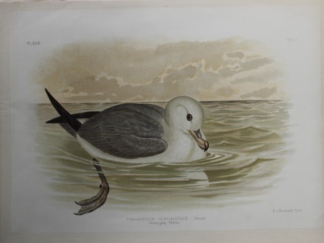 Broinowski - Chromolithograph of Silvery Grey Petrel 1890: This is an original chromolithograph of the from The Birds of Australia by Gracius Joseph Broinowski (1837 - 1913) published by Charles Stuart & Co, Melbourne 1890.Broinowski was an artist and ornitho