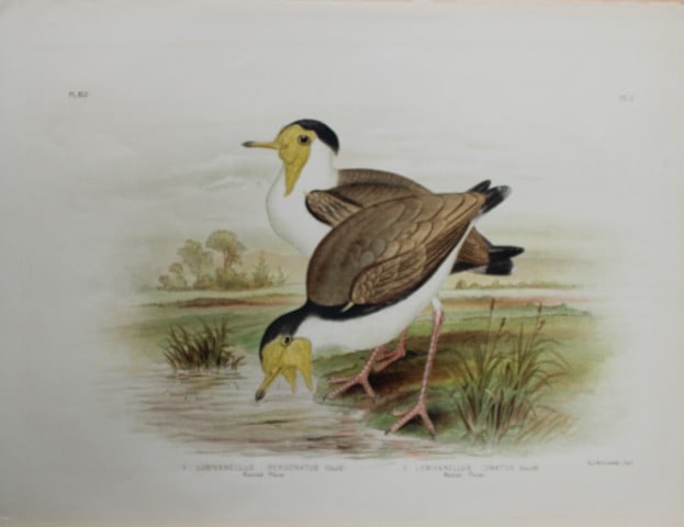 Broinowski - Chromolithograph of Plovers 1890: This is an original chromolithograph of the from The Birds of Australia by Gracius Joseph Broinowski (1837 - 1913) published by Charles Stuart & Co, Melbourne 1890.Broinowski was an artist and ornitho