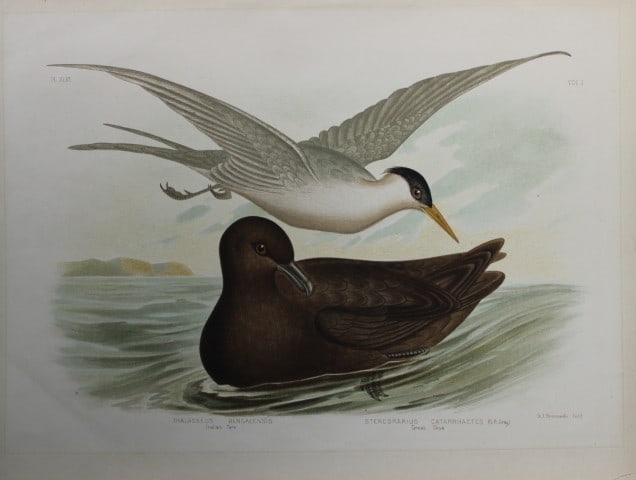 Broinowski - Chromolithograph of Indian Tern and Great Skua 1890: This is an original chromolithograph of the from The Birds of Australia by Gracius Joseph Broinowski (1837 - 1913) published by Charles Stuart & Co, Melbourne 1890.Broinowski was an artist and ornitho