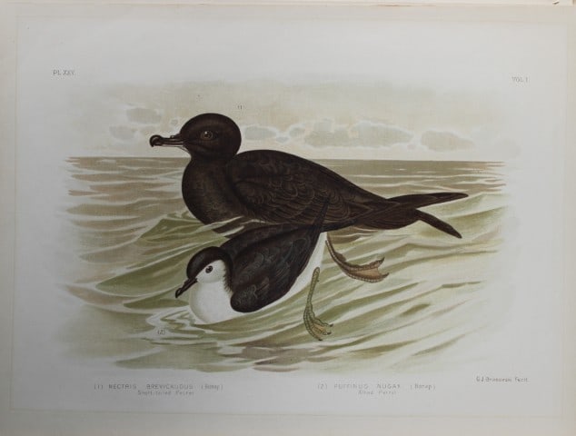 Broinowski - Chromolithograph of Petrels 1890: This is an original chromolithograph of the from The Birds of Australia by Gracius Joseph Broinowski (1837 - 1913) published by Charles Stuart & Co, Melbourne 1890.Broinowski was an artist and ornitho