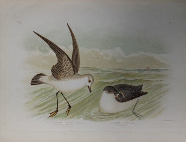 Broinowski - Chromolithograph of Petrels 1890: Petrels