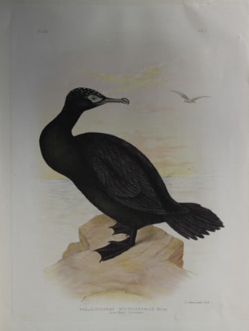 Broinowski - Chromolithograph of Little Black Cormorant 1890: This is an original chromolithograph of the from The Birds of Australia by Gracius Joseph Broinowski (1837 - 1913) published by Charles Stuart & Co, Melbourne 1890.Broinowski was an artist and ornitho