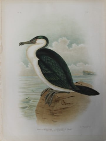 Broinowski - Chromolithograph of White Breasted Cormorant 1890: This is an original chromolithograph of the from The Birds of Australia by Gracius Joseph Broinowski (1837 - 1913) published by Charles Stuart & Co, Melbourne 1890.Broinowski was an artist and ornitho