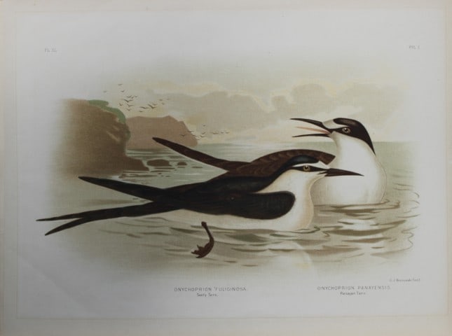 Broinowski - Chromolithograph of Sooty and Panayan Terns 1890: This is an original chromolithograph of the from The Birds of Australia by Gracius Joseph Broinowski (1837 - 1913) published by Charles Stuart & Co, Melbourne 1890.Broinowski was an artist and ornitho