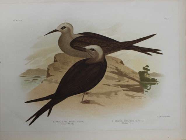 Broinowski - Chromolithograph of Lesser Moddy and Moddy Tern 1890: This is an original chromolithograph of the from The Birds of Australia by Gracius Joseph Broinowski (1837 - 1913) published by Charles Stuart & Co, Melbourne 1890.Broinowski was an artist and ornitho