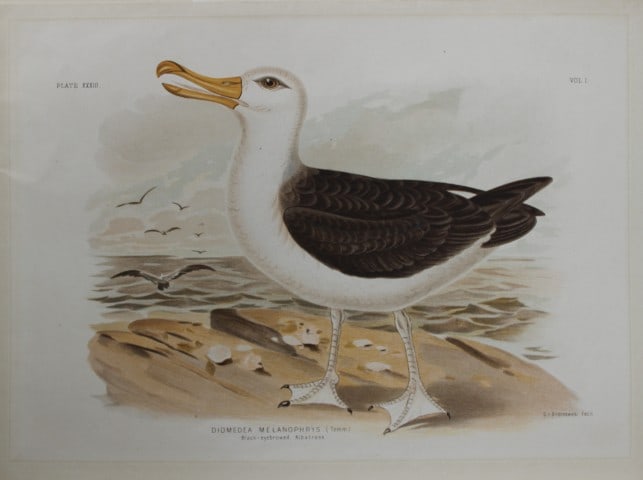 Broinowski - Chromolithograph of Black-eyebrowed Albatross 1890: This is an original chromolithograph of the from The Birds of Australia by Gracius Joseph Broinowski (1837 - 1913) published by Charles Stuart & Co, Melbourne 1890.Broinowski was an artist and ornitho
