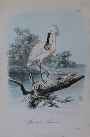 Charles Dubois - Rare lithograph of Spoonbill 1854-60: This lithograph is from Les Oiseaux de la Belgique et leurs ?ufs (The birds of Belgium and their eggs) by Charles F Dubois. Published by C Muquardt, Bruxelles 1854-60. Charles Dubois was a Belgian nat
