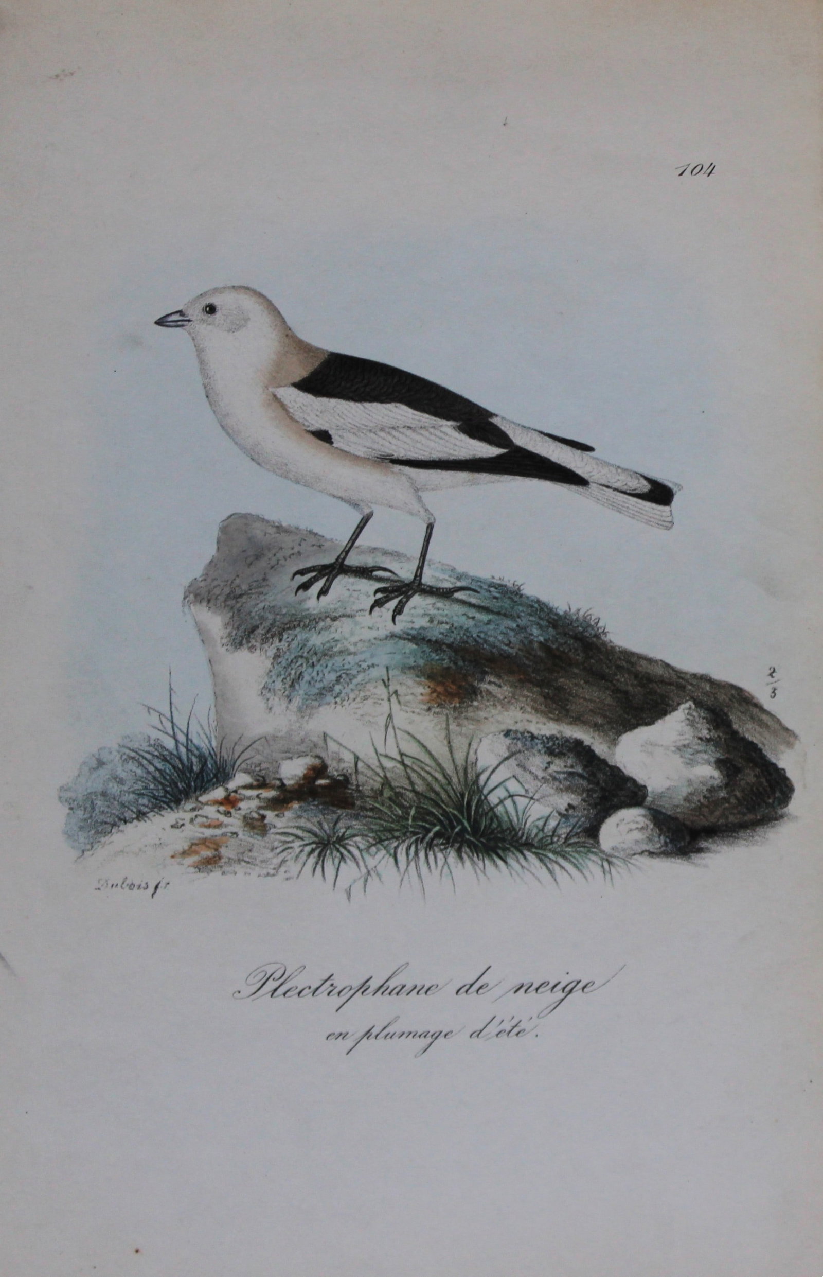 Charles Dubois - Rare lithograph of Snow Bunting 1854-60 (1 of 1)