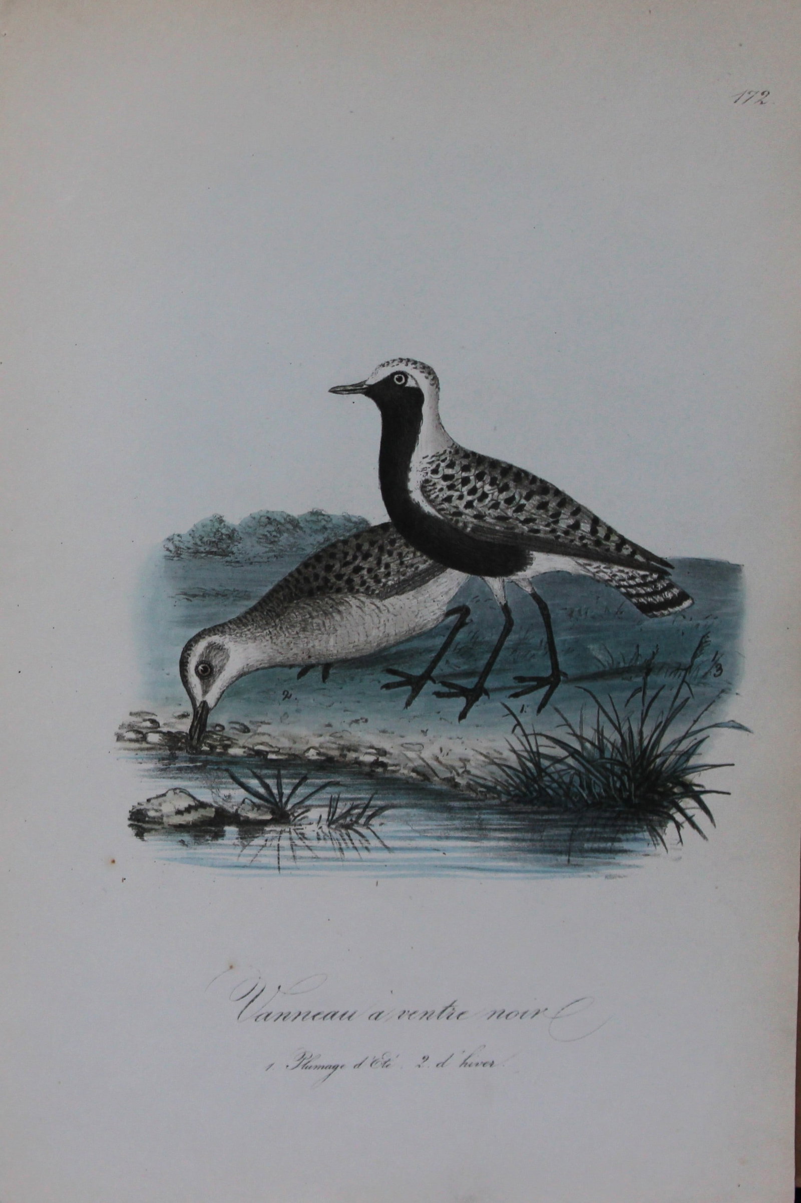 Charles Dubois - Rare lithograph of Grey Plover 1854-60: This lithograph is from Les Oiseaux de la Belgique et leurs ?ufs (The birds of Belgium and their eggs) by Charles F Dubois. Published by C Muquardt, Bruxelles 1854-60. Charles Dubois was a Belgian nat