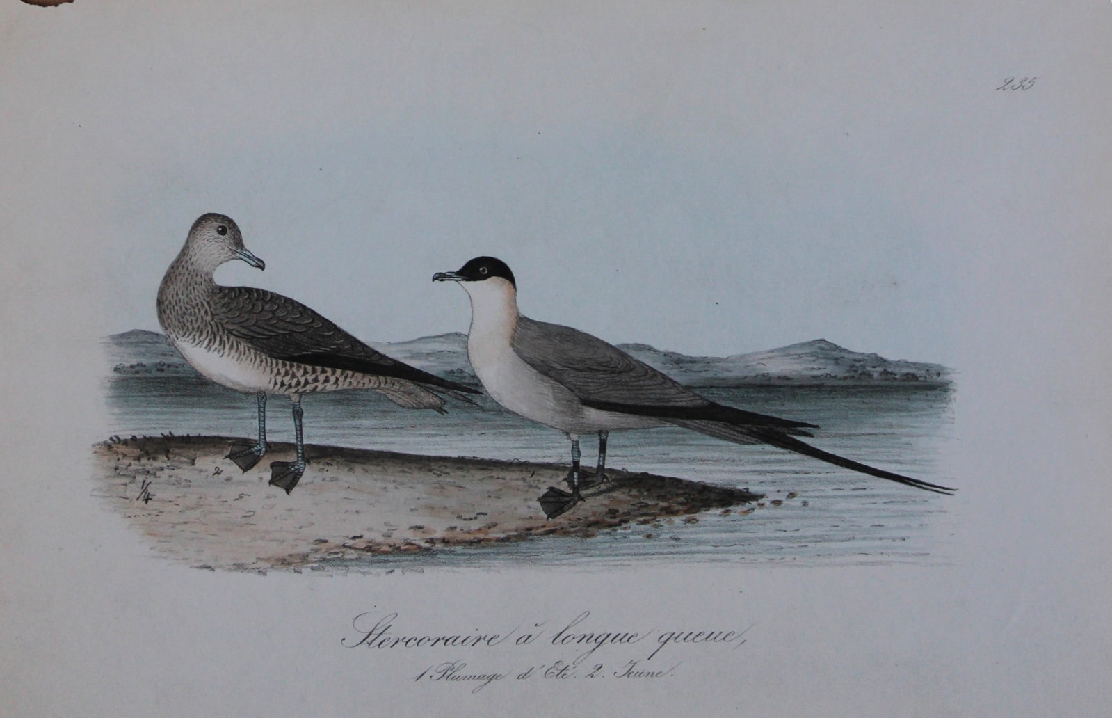 Charles Dubois - Rare lithograph of Long-tailed Skua 1854-60: This lithograph is from Les Oiseaux de la Belgique et leurs ?ufs (The birds of Belgium and their eggs) by Charles F Dubois. Published by C Muquardt, Bruxelles 1854-60. Charles Dubois was a Belgian nat