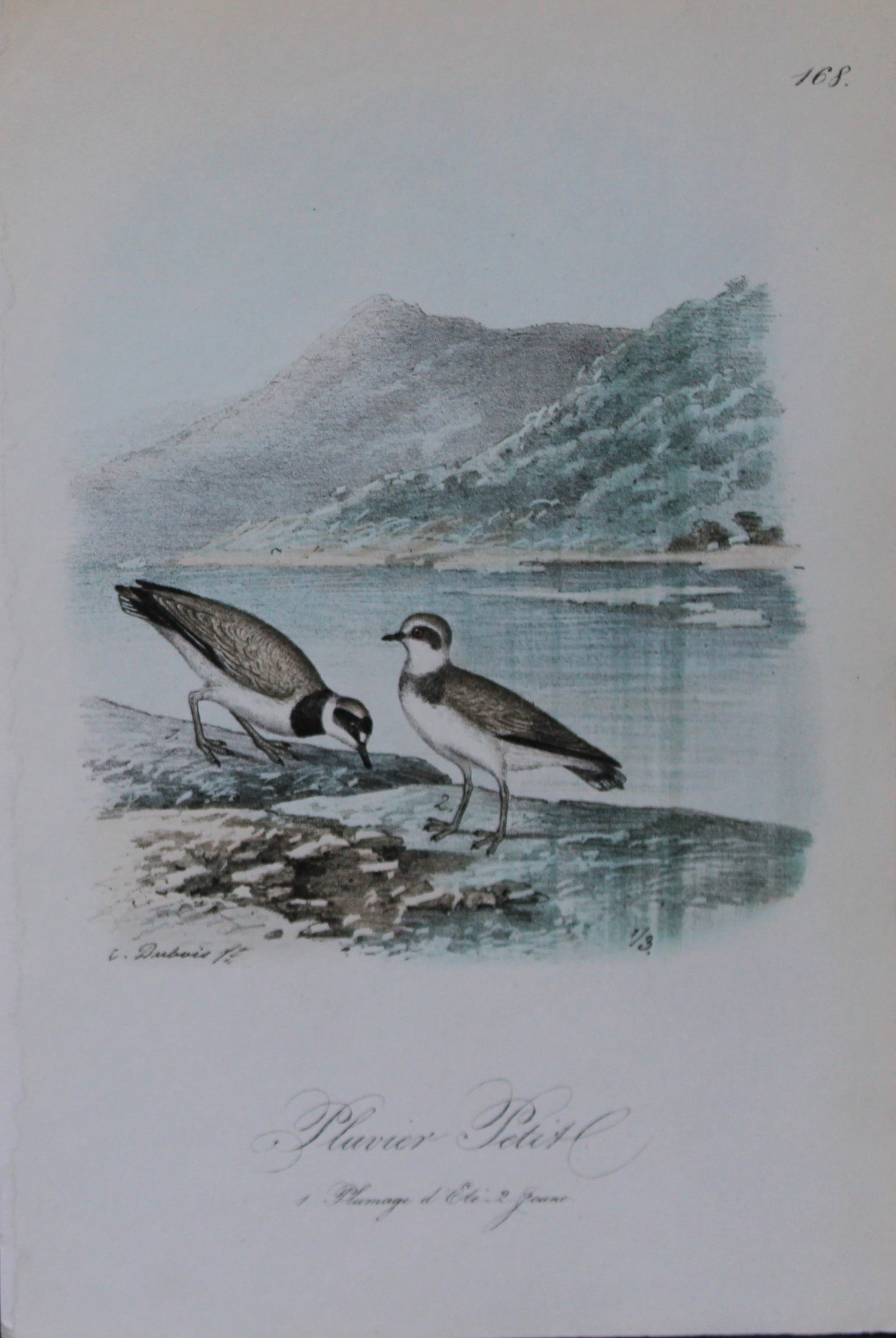 Charles Dubois - Rare lithograph of Little Plover 1854-60: This lithograph is from Les Oiseaux de la Belgique et leurs ?ufs (The birds of Belgium and their eggs) by Charles F Dubois. Published by C Muquardt, Bruxelles 1854-60. Charles Dubois was a Belgian nat