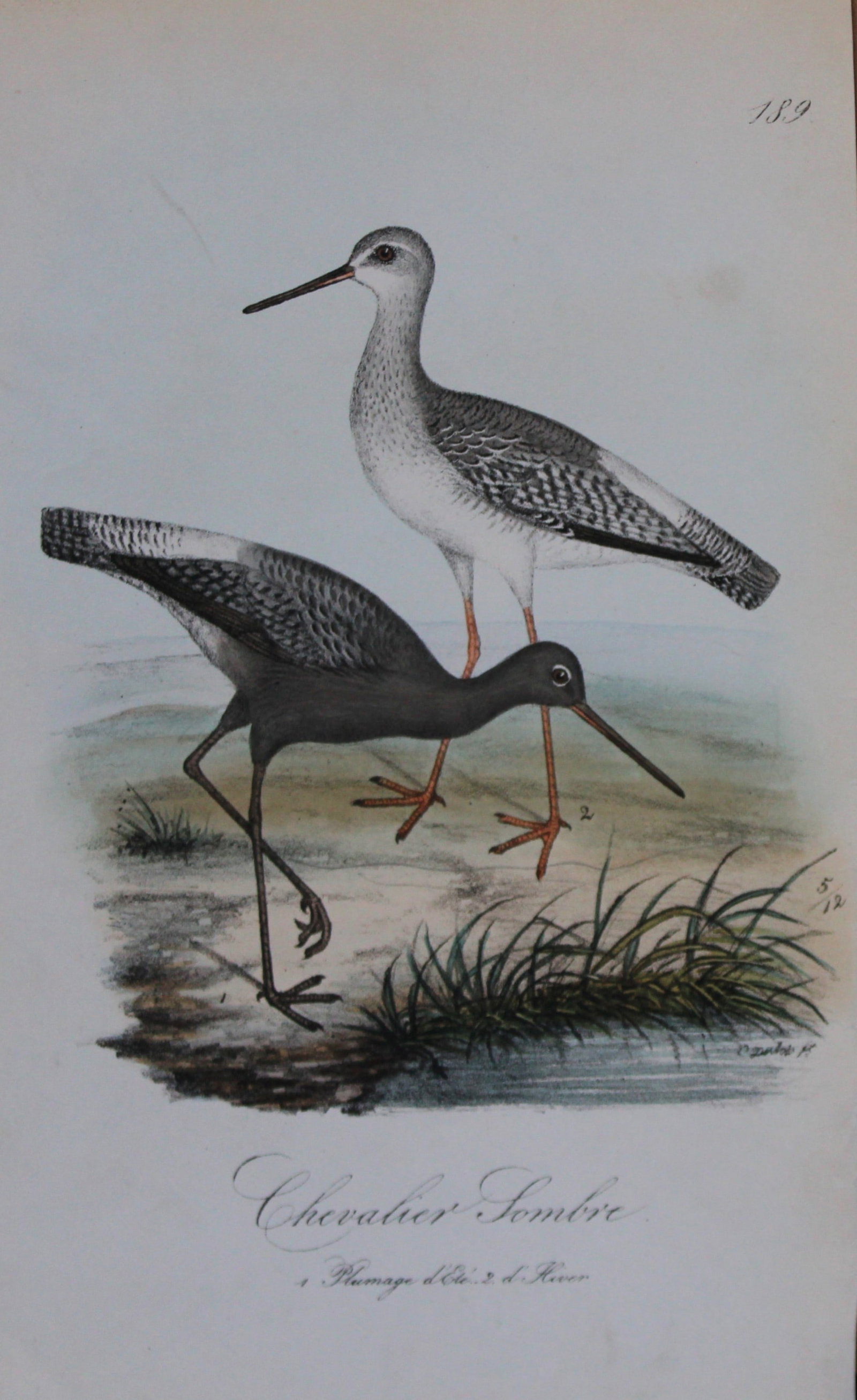 Charles Dubois - Rare lithograph of Sombre Sandpiper 1854-60: This lithograph is from Les Oiseaux de la Belgique et leurs ?ufs (The birds of Belgium and their eggs) by Charles F Dubois. Published by C Muquardt, Bruxelles 1854-60. Charles Dubois was a Belgian nat