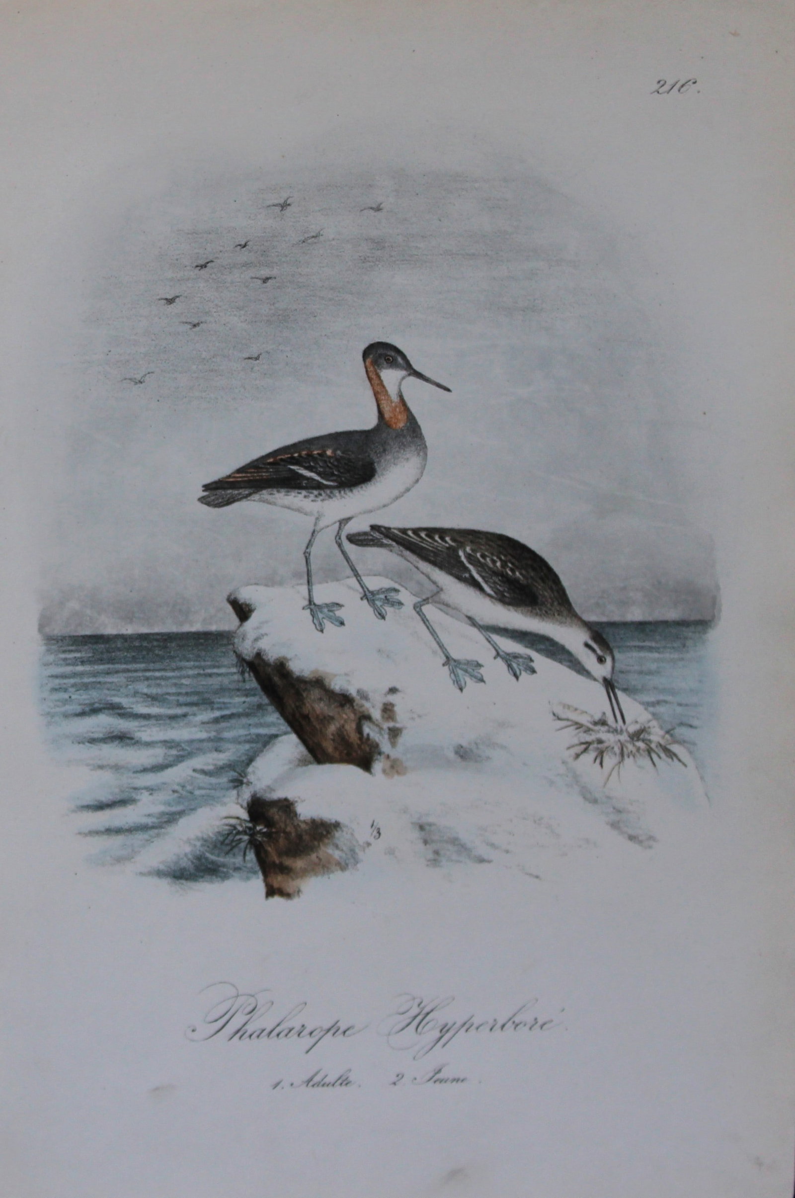 Charles Dubois - Rare lithograph of Phalarope 1854-60 (1 of 1)