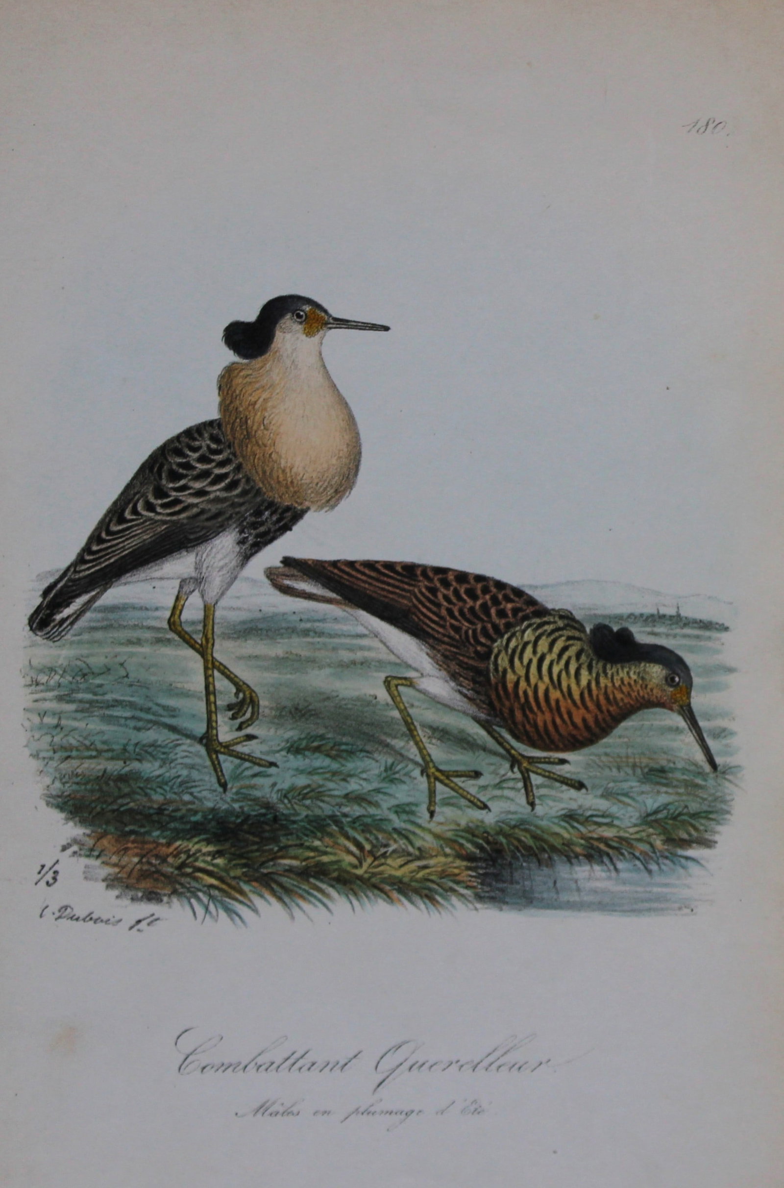 Charles Dubois - Rare lithograph of Ruff 1854-60: This lithograph is from Les Oiseaux de la Belgique et leurs ?ufs (The birds of Belgium and their eggs) by Charles F Dubois. Published by C Muquardt, Bruxelles 1854-60. Charles Dubois was a Belgian nat