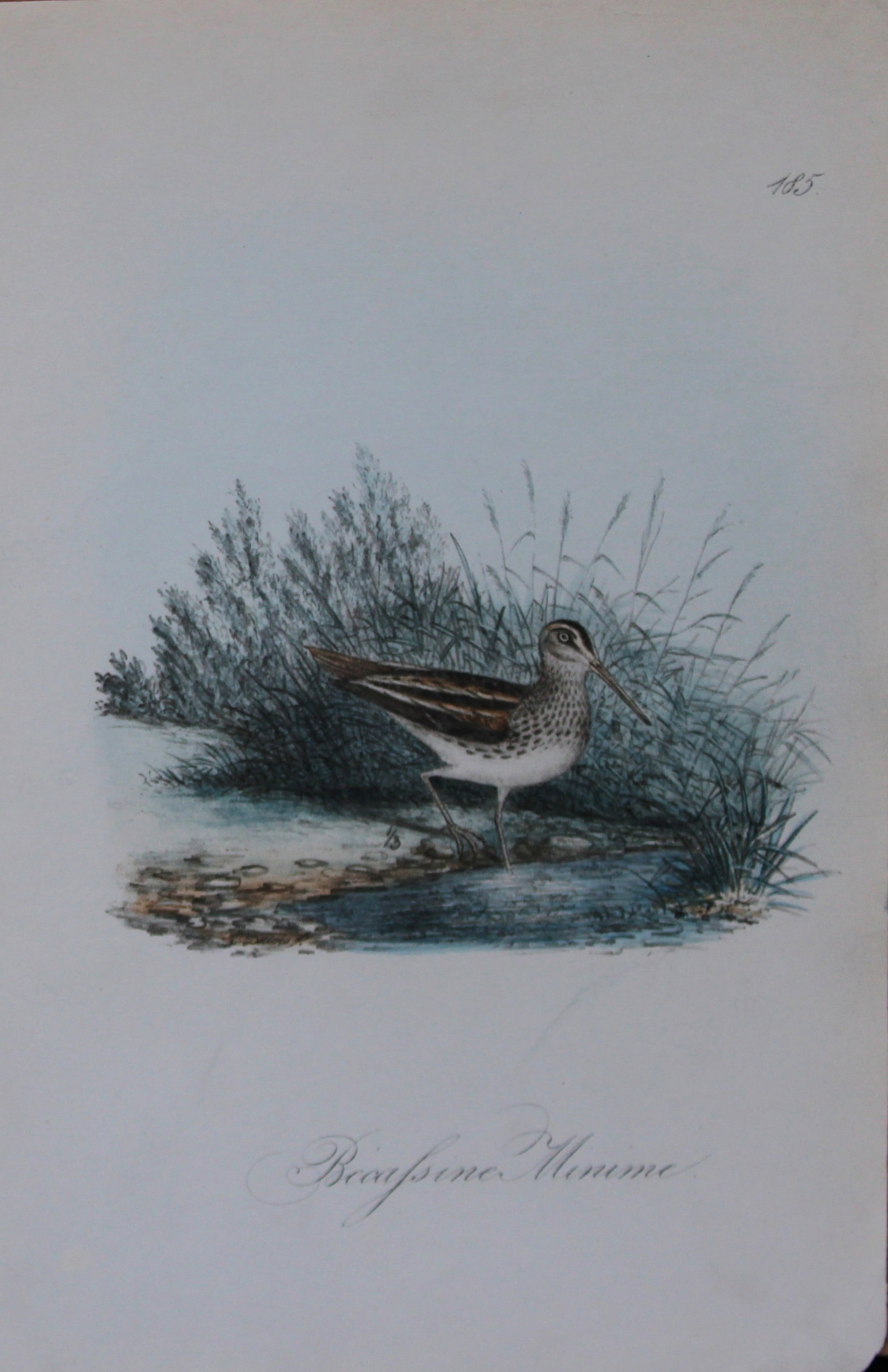 Charles Dubois - Rare lithograph of Little Snipe 1854-60 (1 of 1)