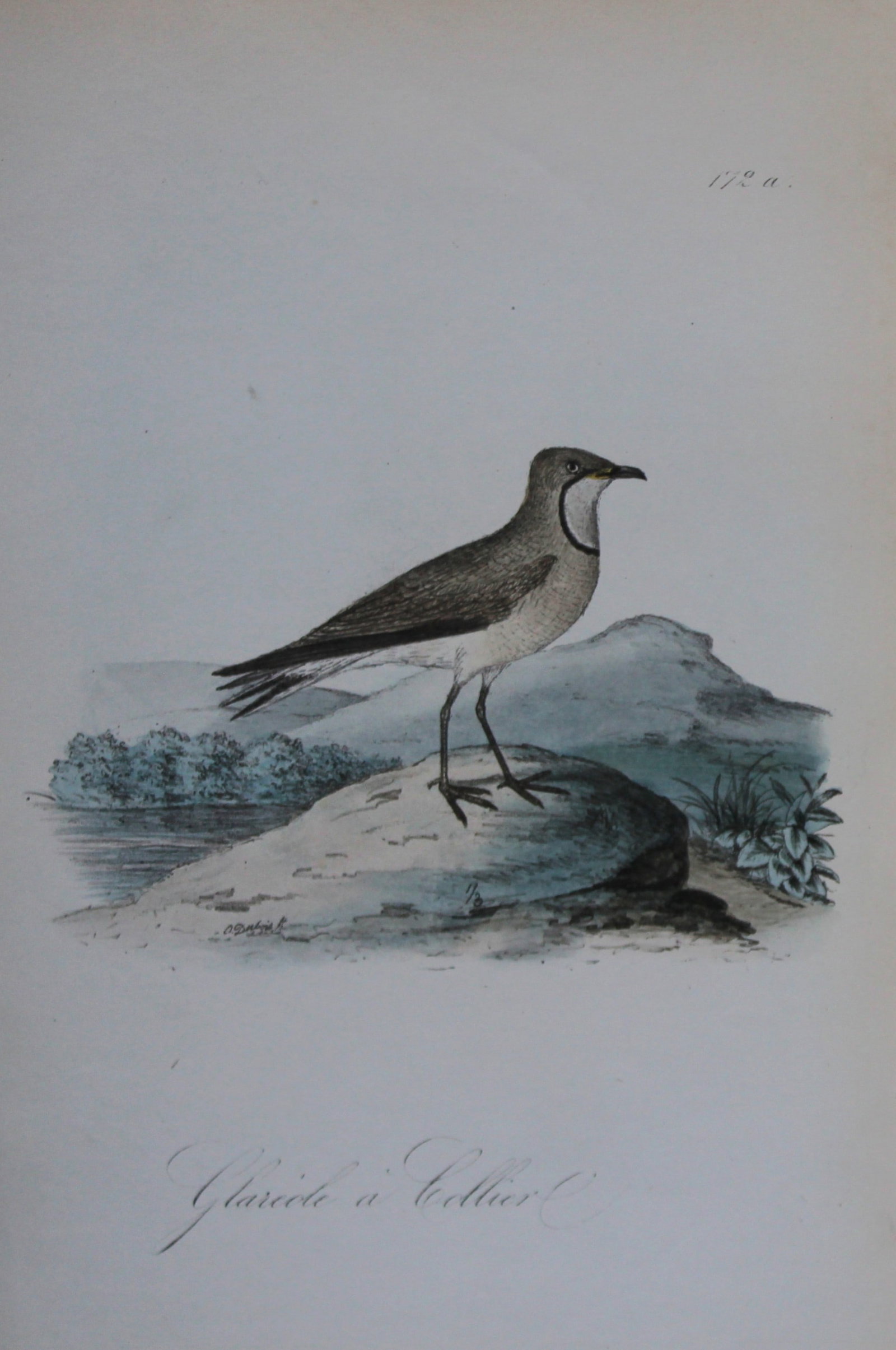 Charles Dubois - Rare lithograph of Collared Pratincole 1854-60: This lithograph is from Les Oiseaux de la Belgique et leurs ?ufs (The birds of Belgium and their eggs) by Charles F Dubois. Published by C Muquardt, Bruxelles 1854-60. Charles Dubois was a Belgian nat