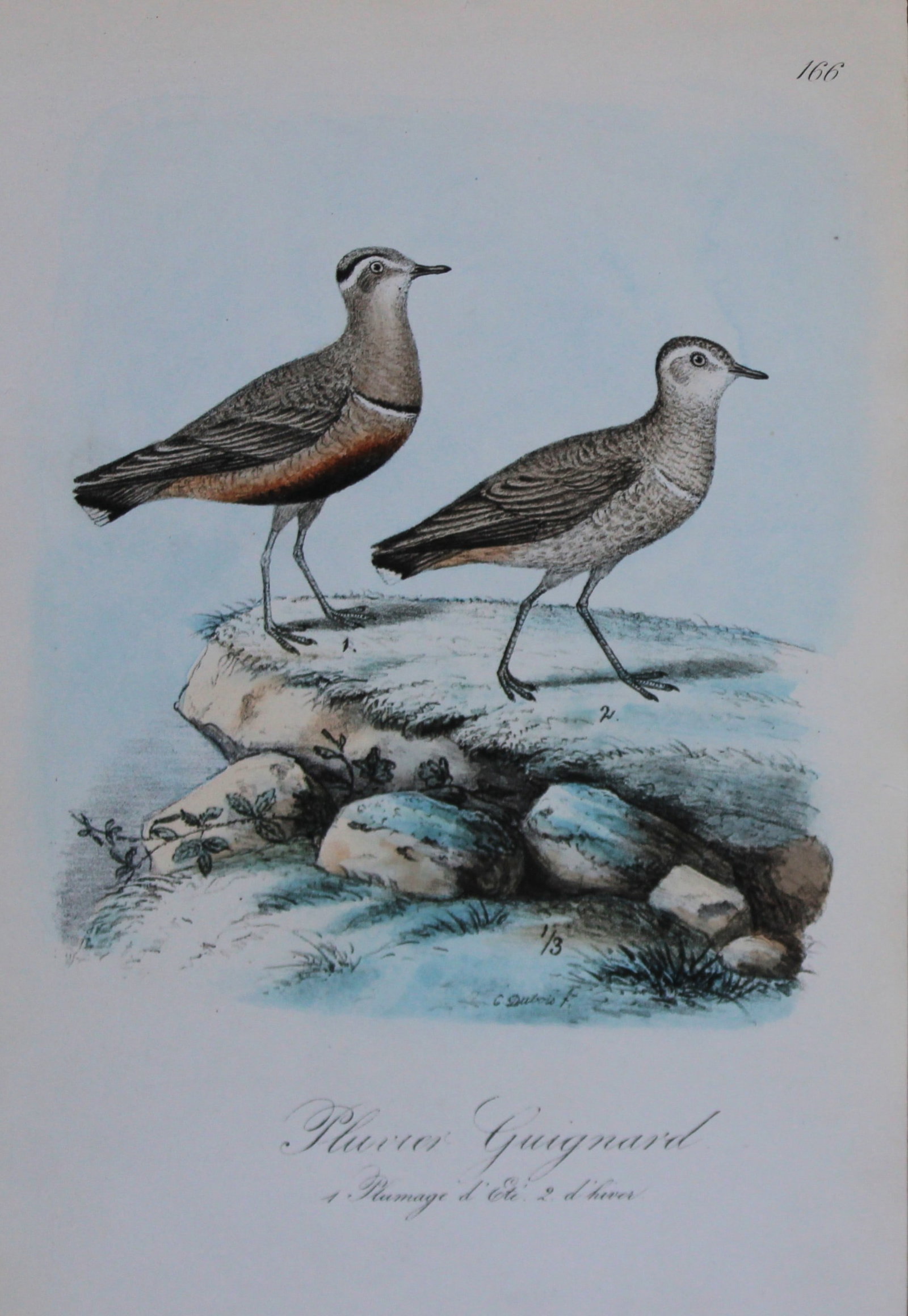 Charles Dubois - Rare lithograph of Mongolian Plover 1854-60: This lithograph is from Les Oiseaux de la Belgique et leurs ?ufs (The birds of Belgium and their eggs) by Charles F Dubois. Published by C Muquardt, Bruxelles 1854-60. Charles Dubois was a Belgian nat