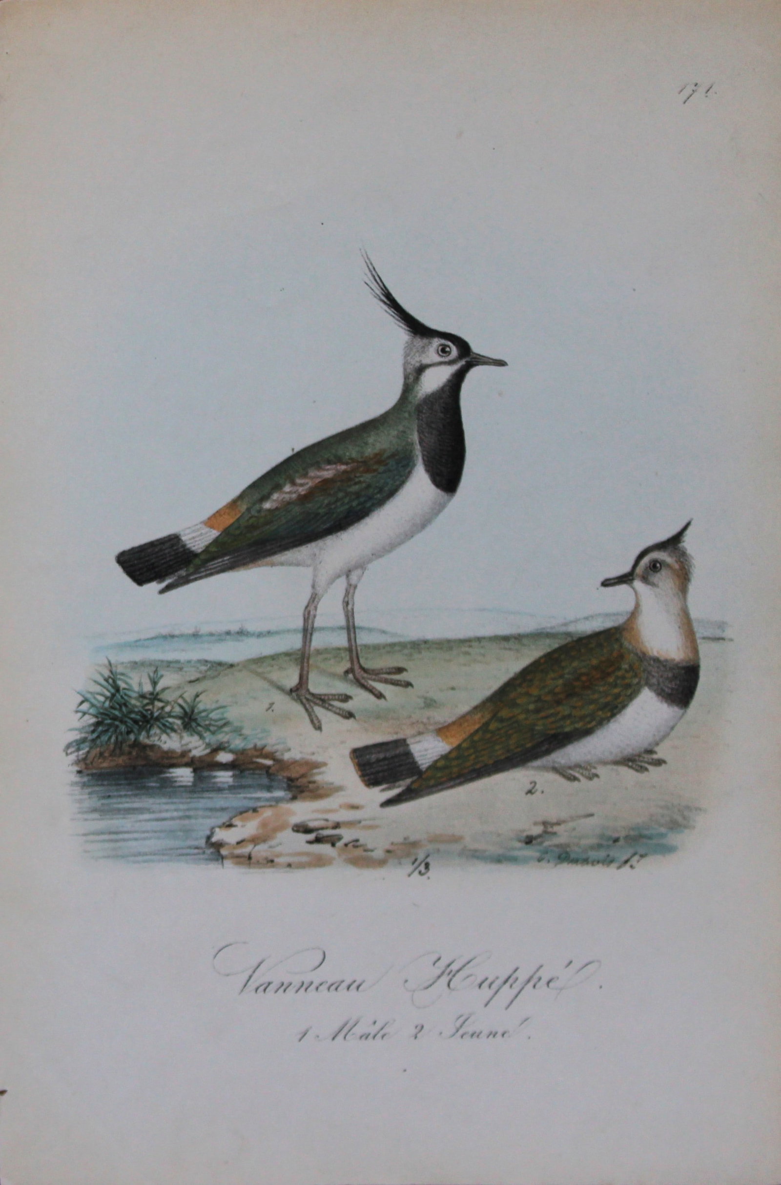 Charles Dubois - Rare lithograph of Lapwing 1854-60: This lithograph is from Les Oiseaux de la Belgique et leurs ?ufs (The birds of Belgium and their eggs) by Charles F Dubois. Published by C Muquardt, Bruxelles 1854-60. Charles Dubois was a Belgian nat