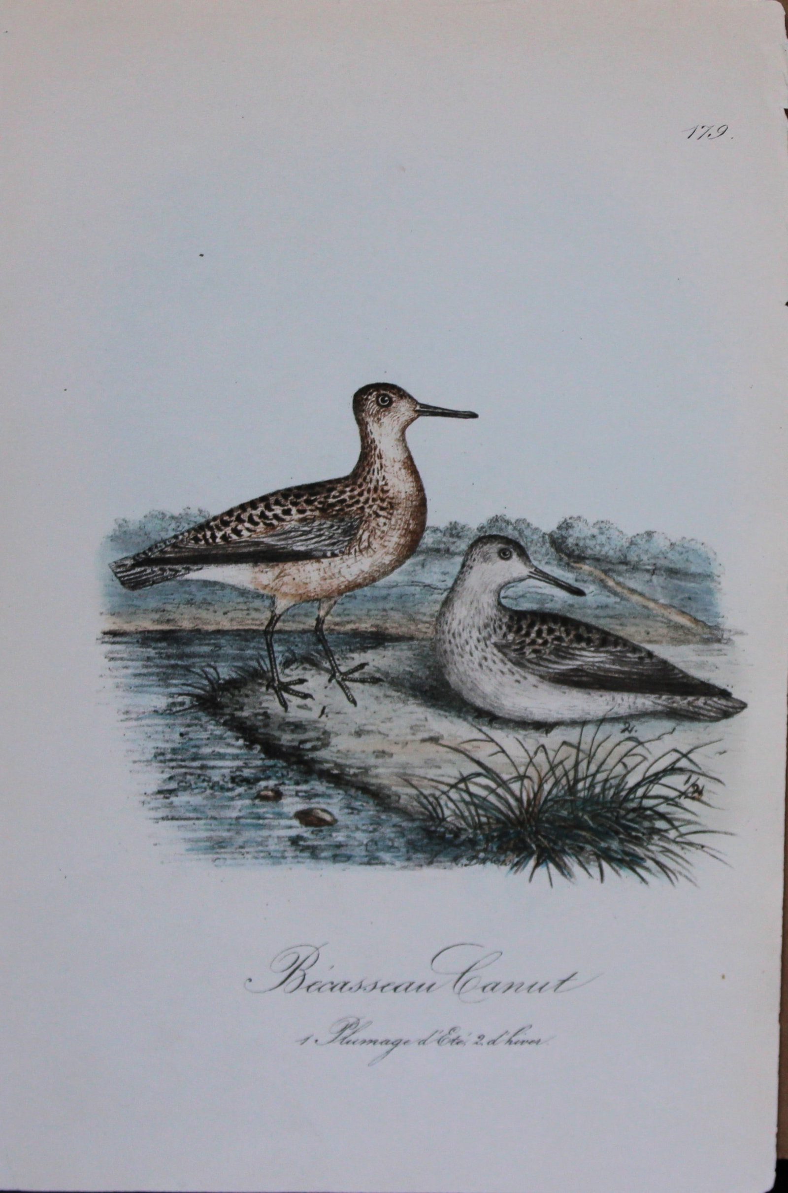 Charles Dubois - Rare lithograph of Red Knot 1854-60: This lithograph is from Les Oiseaux de la Belgique et leurs ?ufs (The birds of Belgium and their eggs) by Charles F Dubois. Published by C Muquardt, Bruxelles 1854-60. Charles Dubois was a Belgian nat