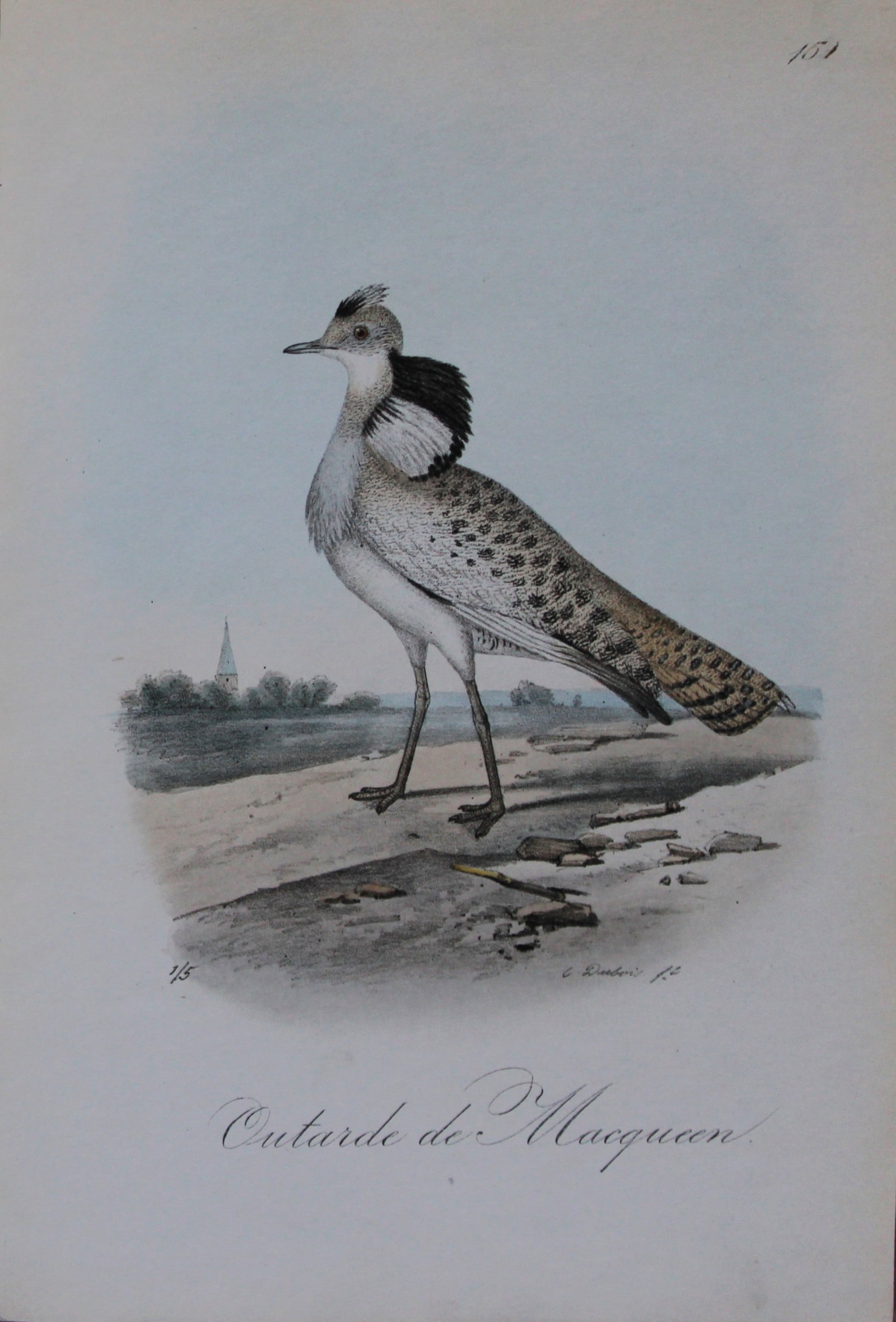 Charles Dubois - Rare lithograph of MacQueen's Bustard, male 1854-60 (1 of 1)